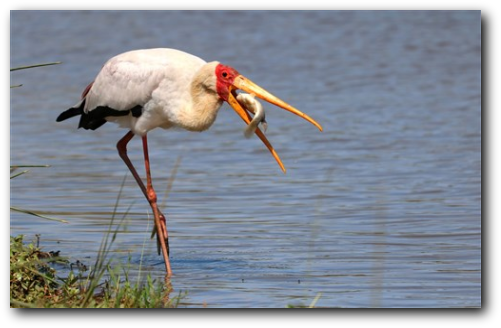 Yellowbilled stork in Kruger National Park